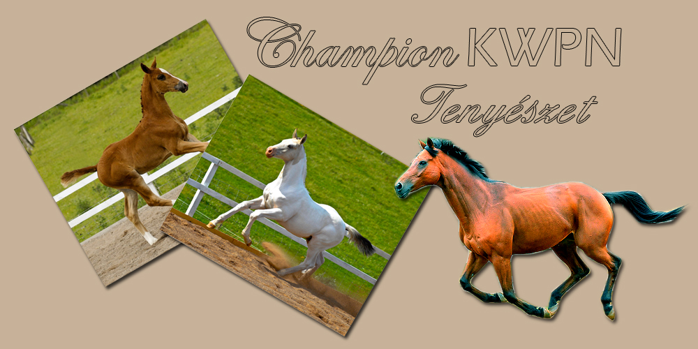 Champion KWPN tenyszet